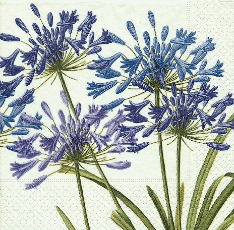 Hampdens - RHS Agapanthus Cocktail 20pk