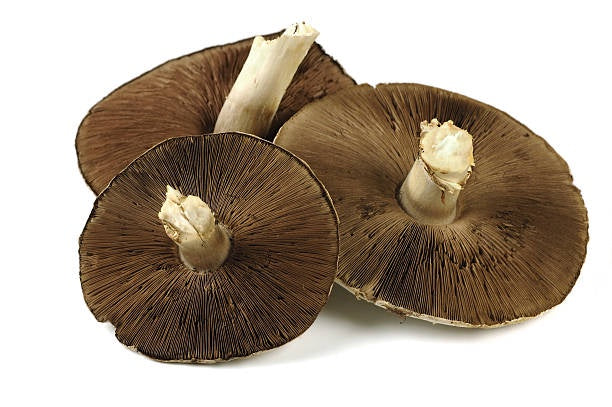 Fresh Mushrooms Field /kg - pre order only