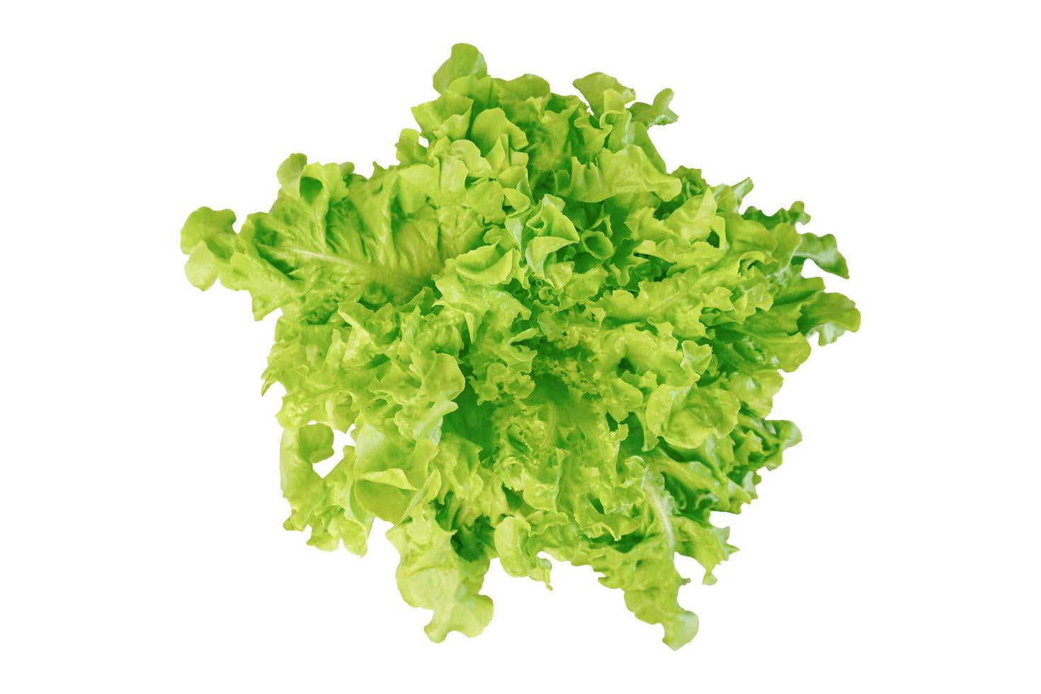 Fresh Lettuce Coral ea - pre order only