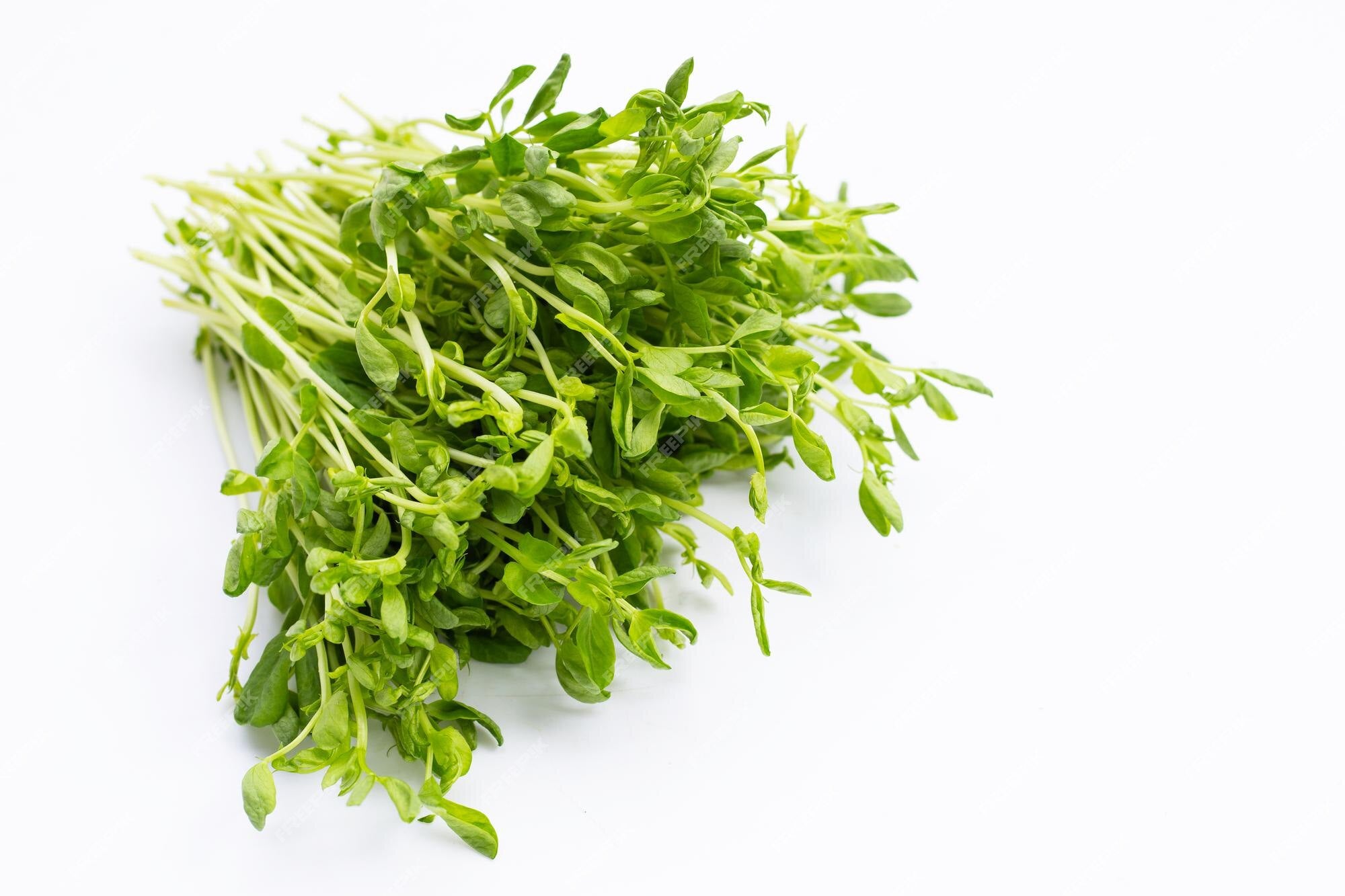 Herb Fresh Snow Pea Sprouts 150g punnet